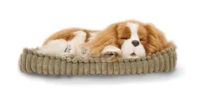 Precious Petzzz - Cavalier King Charles Spaniel